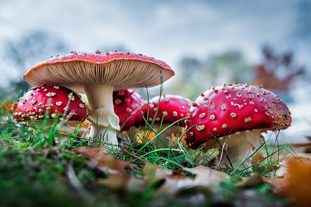 amanita mushroom