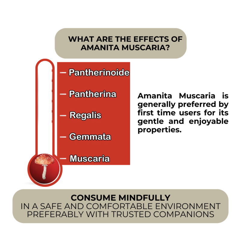 Gentle Microdose Gummies for Mental Clarity - Image 4