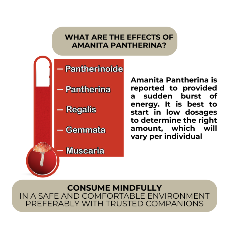 Energizing Microdose Gummies for Focus and Awareness - Image 4